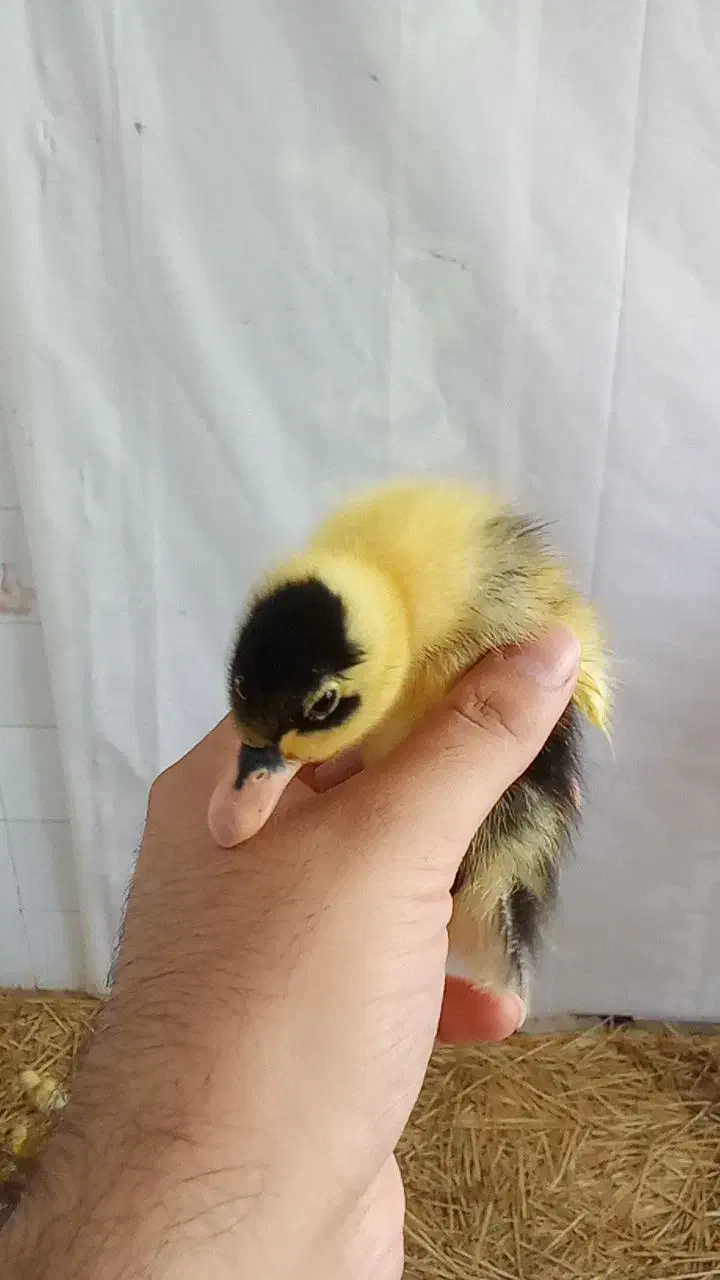 جوجه خانگی کاکلی پرپا اردک بوقلمون،راس 308|حیوانات مزرعه|مشهد, پورسینا|دیوار