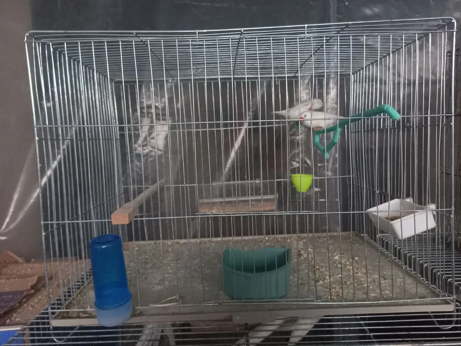 فنچ آلبینو ( سفید)|پرنده|اصفهان, درب کوشک|دیوار