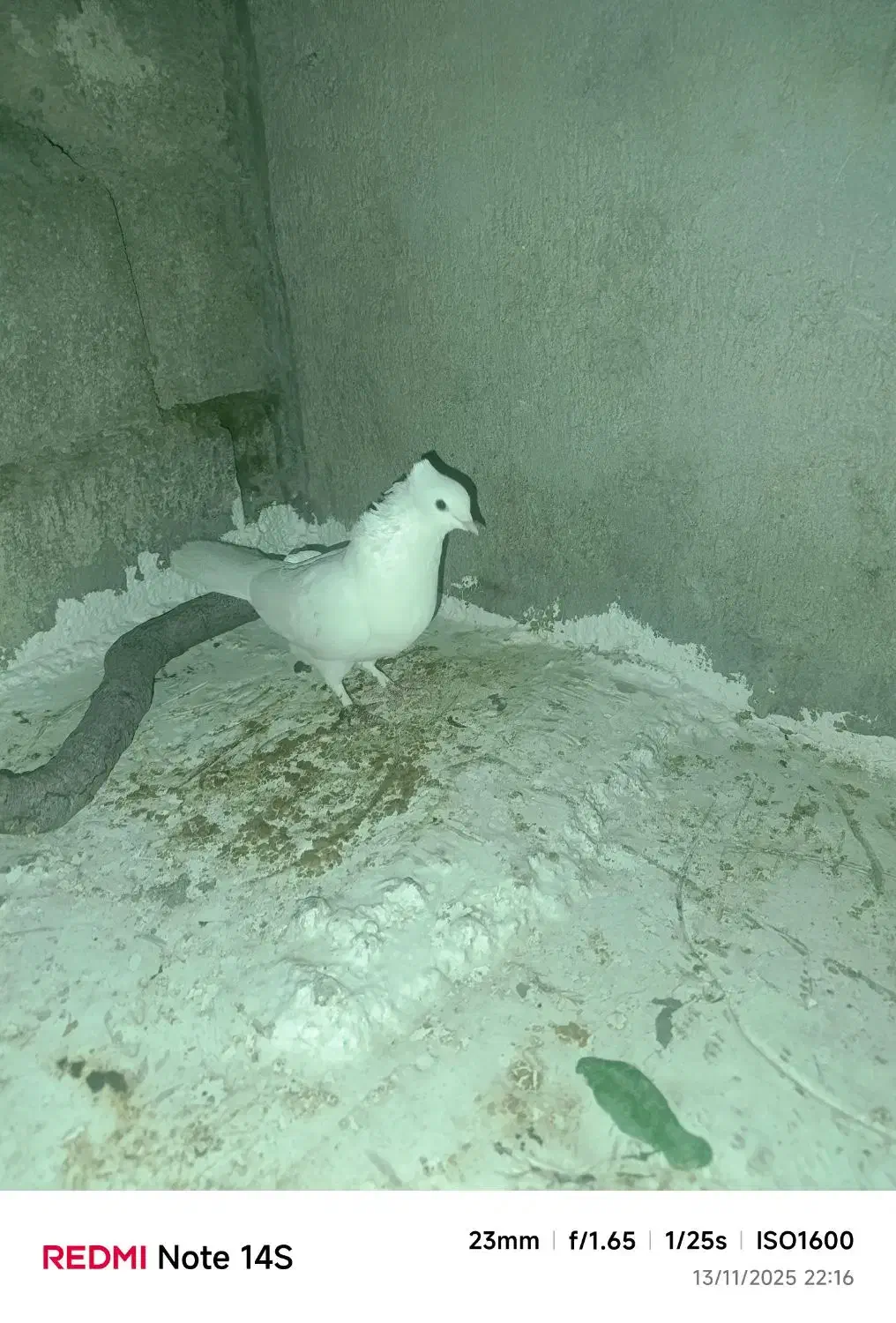 سلام فروش یک جفت کبوتر طوقی|پرنده|دهدشت, |دیوار