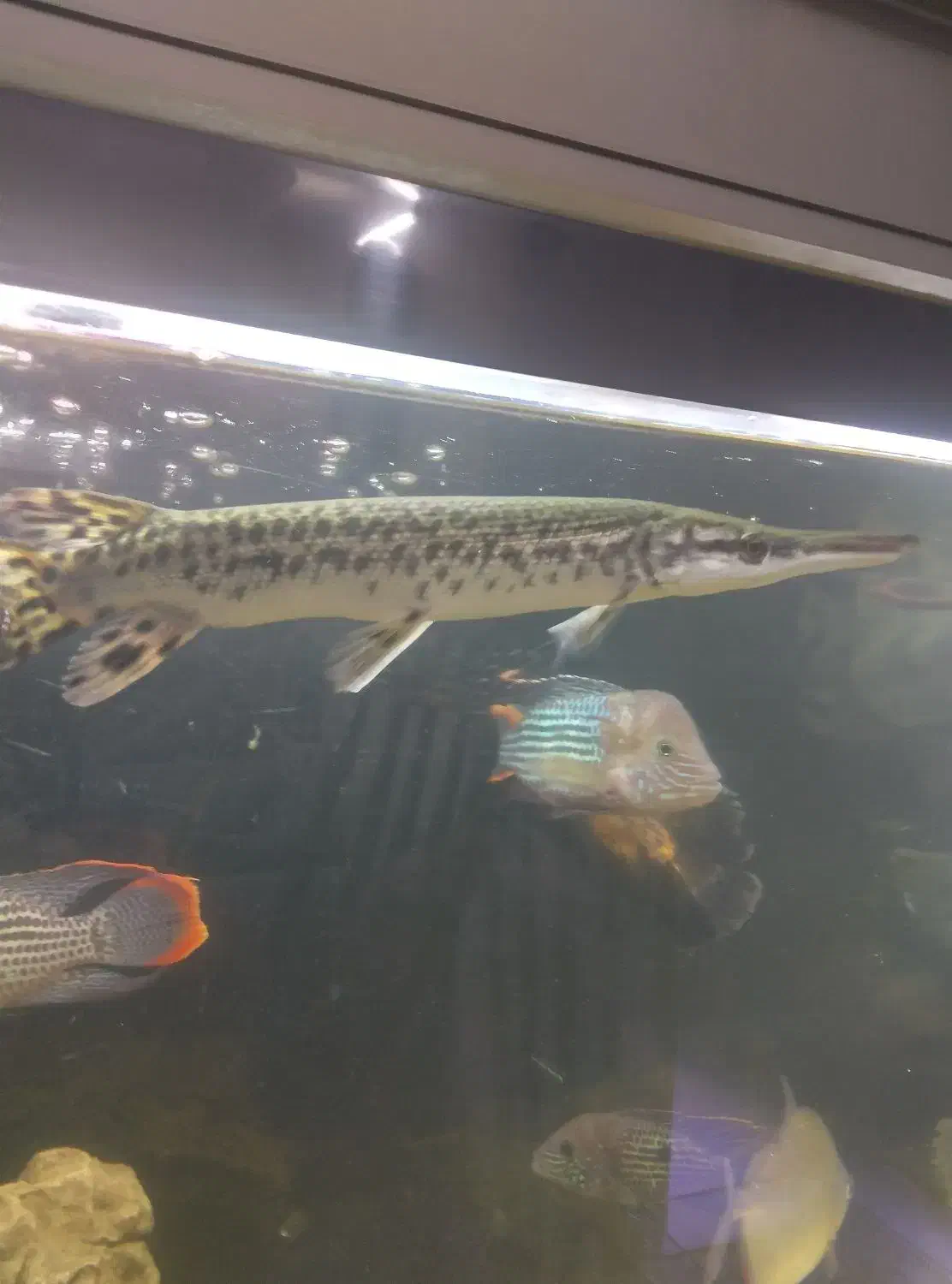 ماهی الیگیتور یاسرسوسماری|ماهی|شاهینشهر, مسکن مهر|دیوار