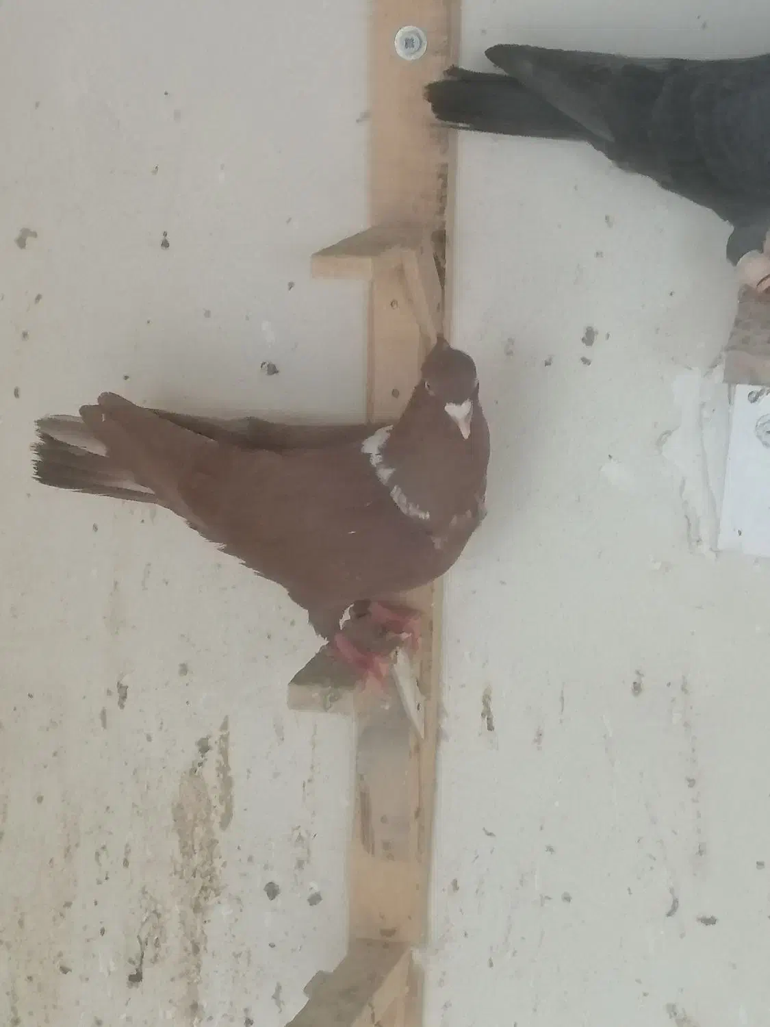 چندتا رنگی|پرنده|دزفول, |دیوار