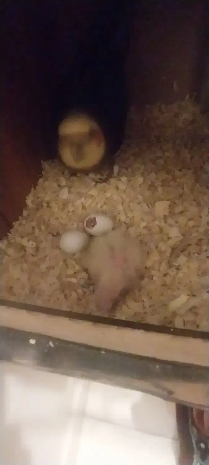 پدر مادر با جوجه|پرنده|تهران, امام زاده عبدالله|دیوار