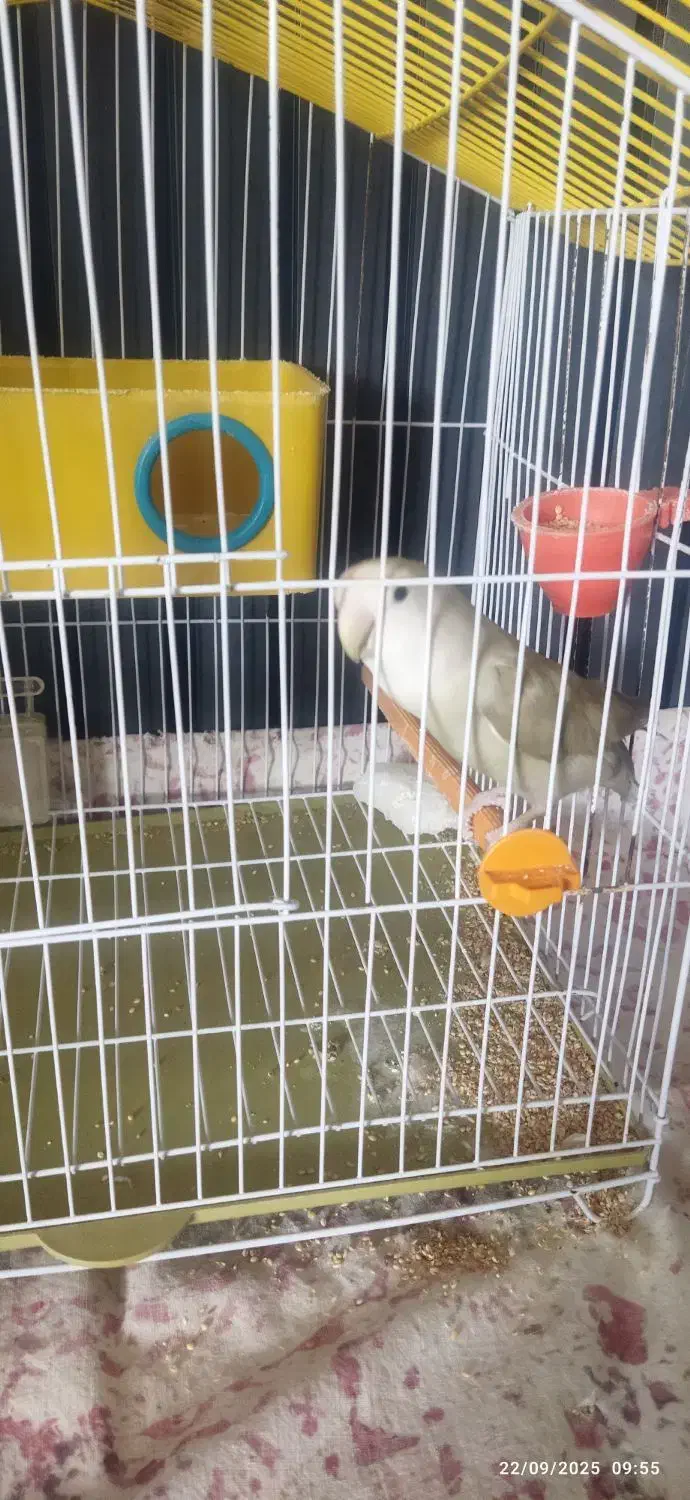 کوتوله برزیلی|پرنده|بروجن, |دیوار