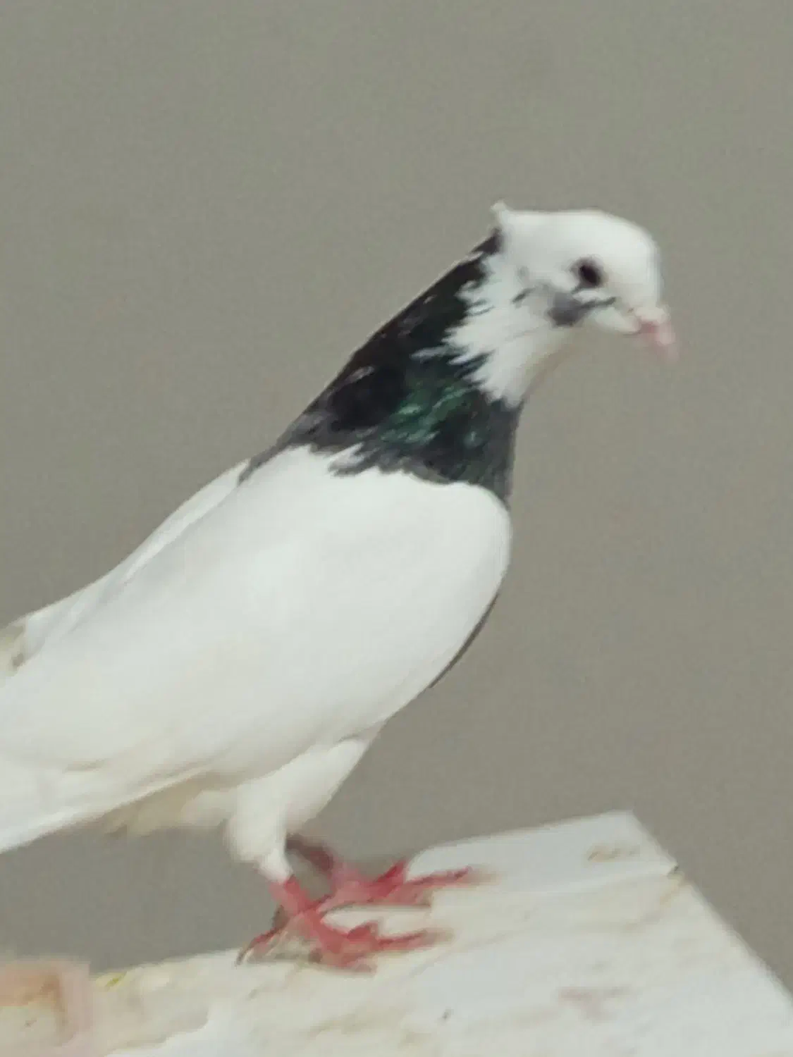 کفتر|پرنده|اسفراین, |دیوار