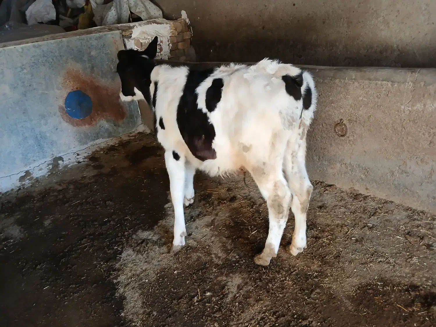 گوساله نر جنس عالی|حیوانات مزرعه|گلپایگان, |دیوار