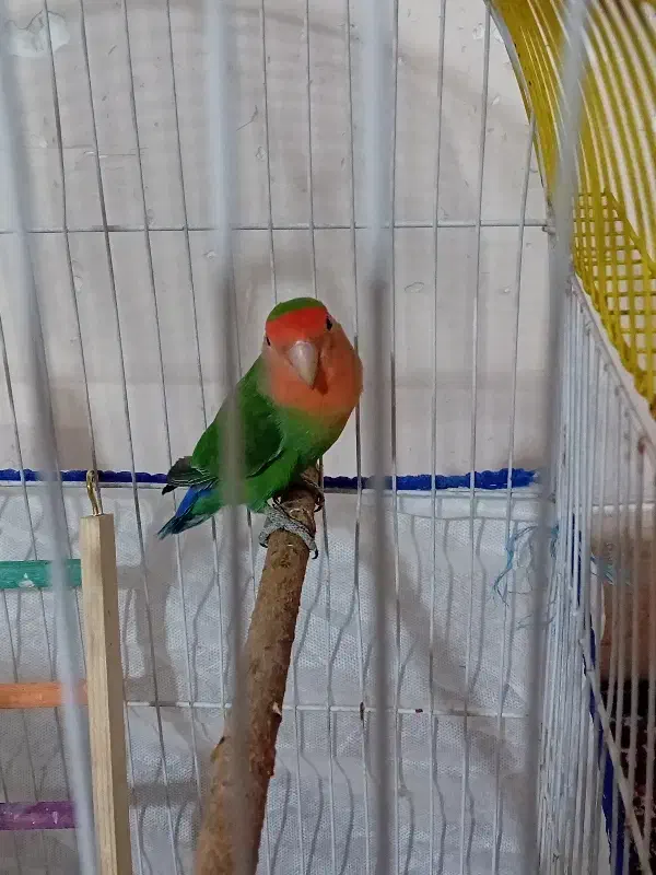 طوطی برزیلی نر و ماده|پرنده|شیراز, سلطان آباد|دیوار