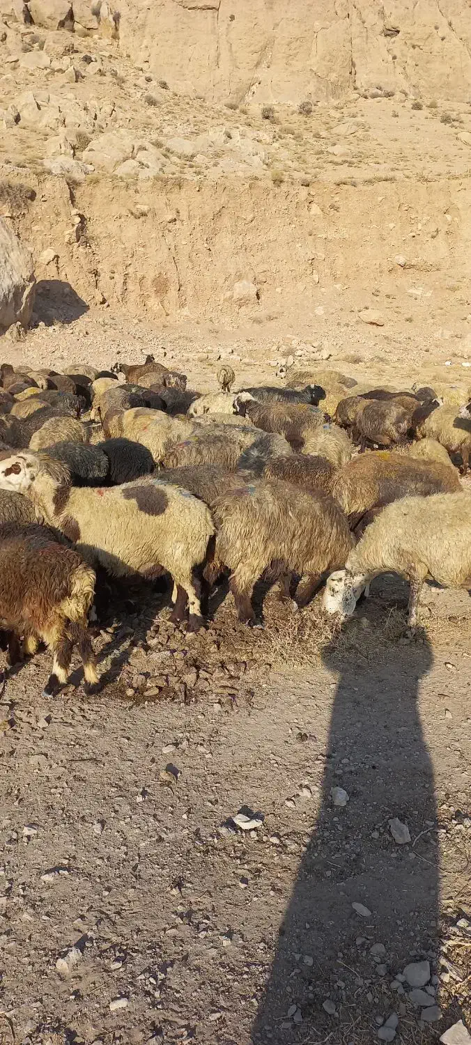 ۱۳۰ راس میش|حیوانات مزرعه|مرودشت, ژیان|دیوار