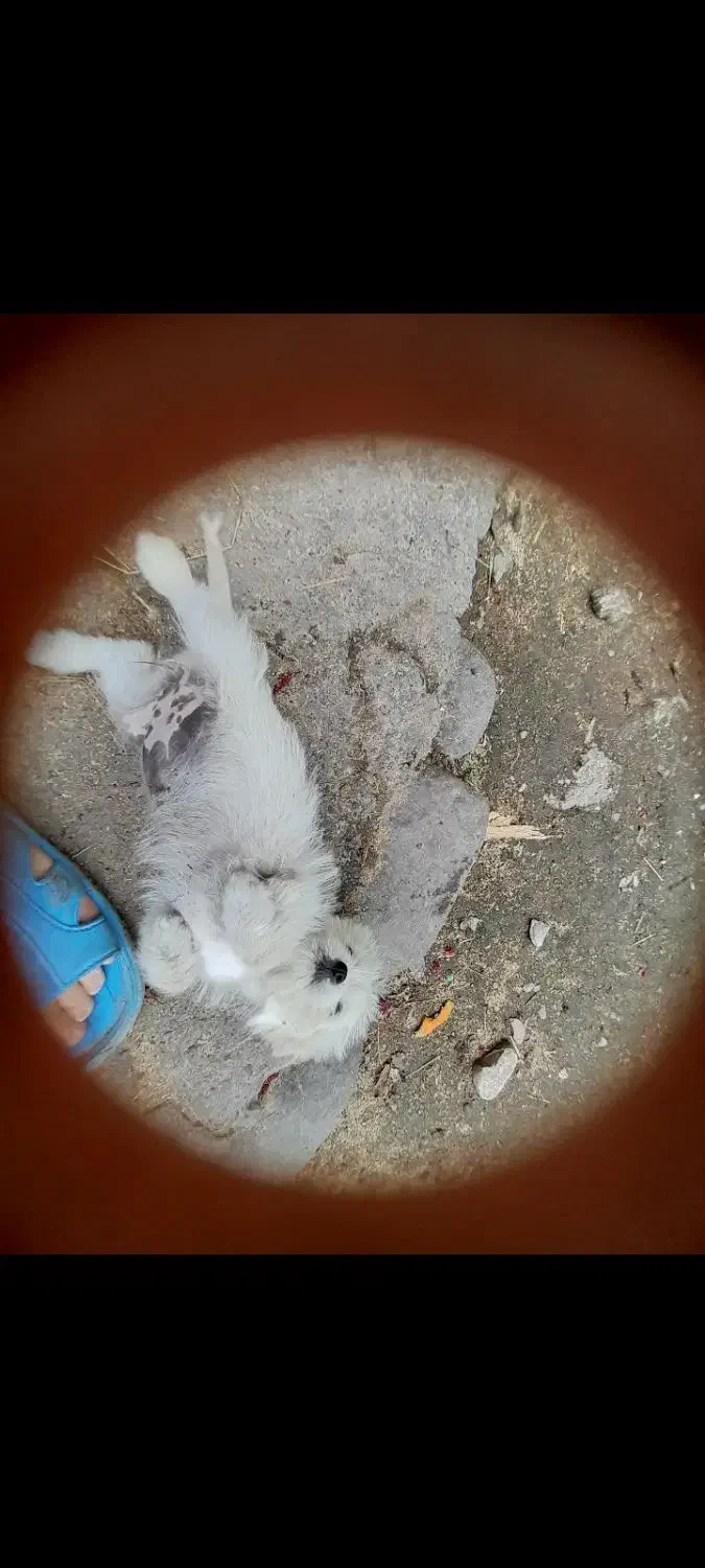 واگذاری پاکوتاه ۳ ماه ریز معاوضه با لاری|سگ|قائم‌شهر, |دیوار