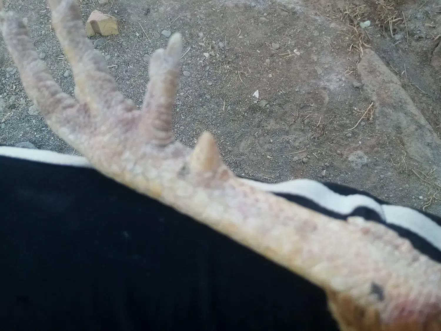 لاری ابرش|حیوانات مزرعه|طرقبه, |دیوار