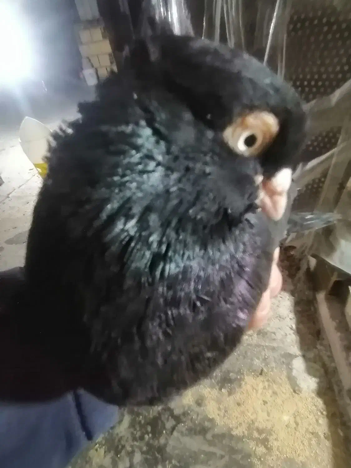 باسلام چند جفت کبوتر خون خالص درسهند|پرنده|سهند, |دیوار