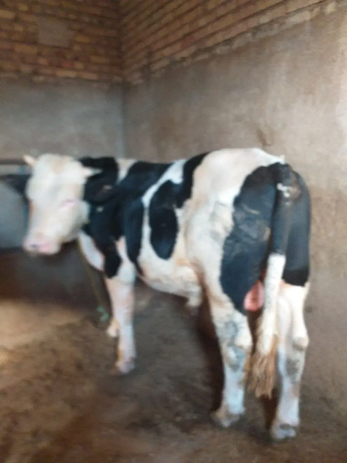 گوساله نر سمینتال گوشتی|حیوانات مزرعه|بستان آباد, |دیوار