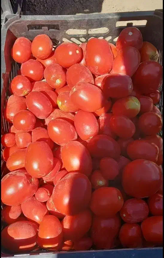 گوجه فرنگی درجه یک|خوردنی و آشامیدنی|دیواندره, |دیوار