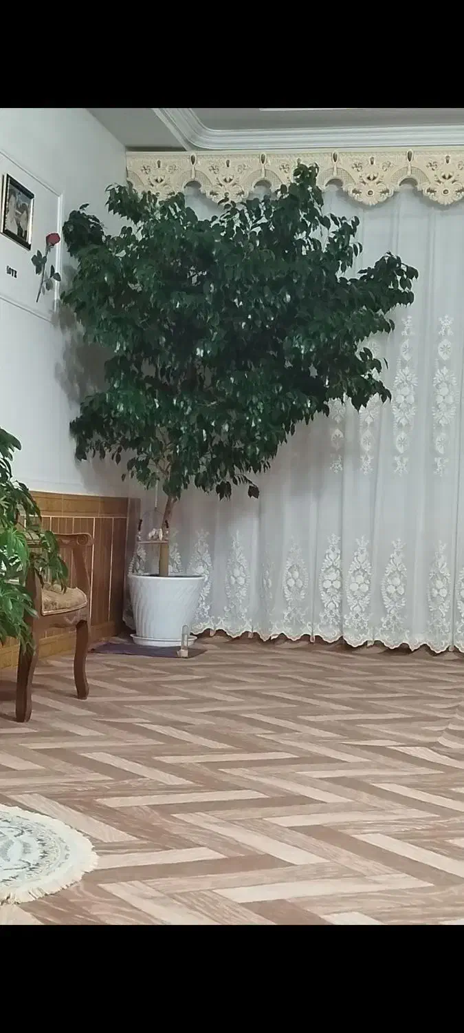 گل بزرگ بنجامین|گل و گیاه طبیعی|باروق, |دیوار