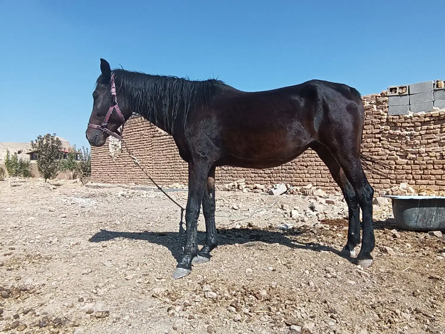 اسب مشکی|اسب و تجهیزات اسب‌سواری|مرودشت, ژیان|دیوار