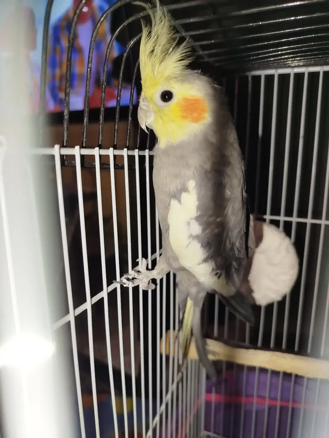 عروس هلندی|پرنده|رشت, کوی جام جم|دیوار