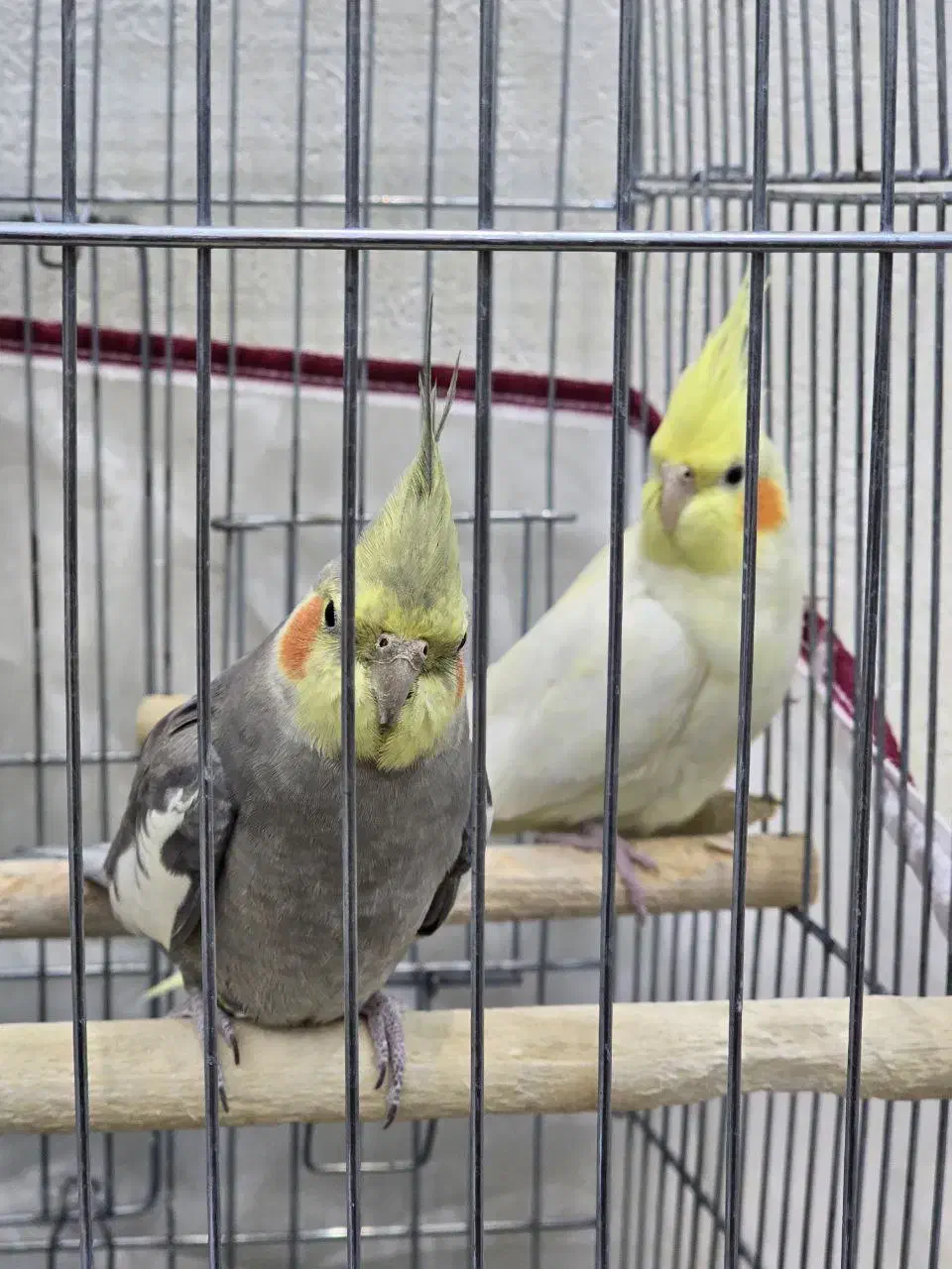 دو عدد عروس هلندی (نر)(ماده) به همراه قفس ۱۰۳۲|پرنده|شهریار, شهریار|دیوار