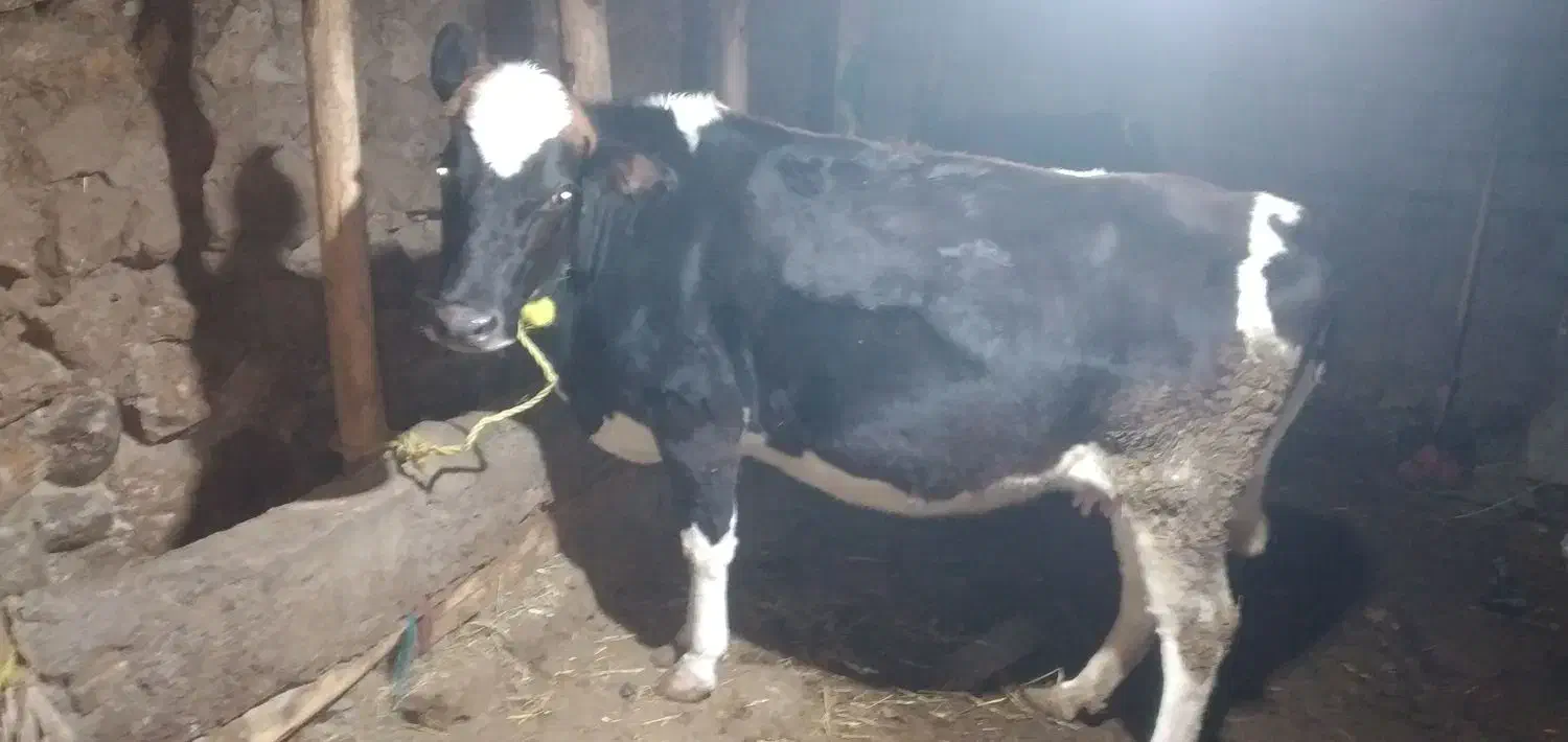 ۱۵۰۰۰۰۰۰۰|حیوانات مزرعه|مشگین شهر, |دیوار