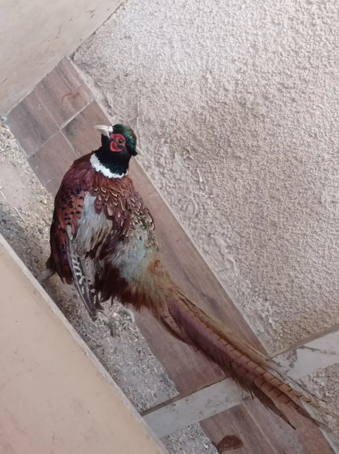 پرنده زینتی|پرنده|محمدشهر, ولدآباد بزرگ|دیوار