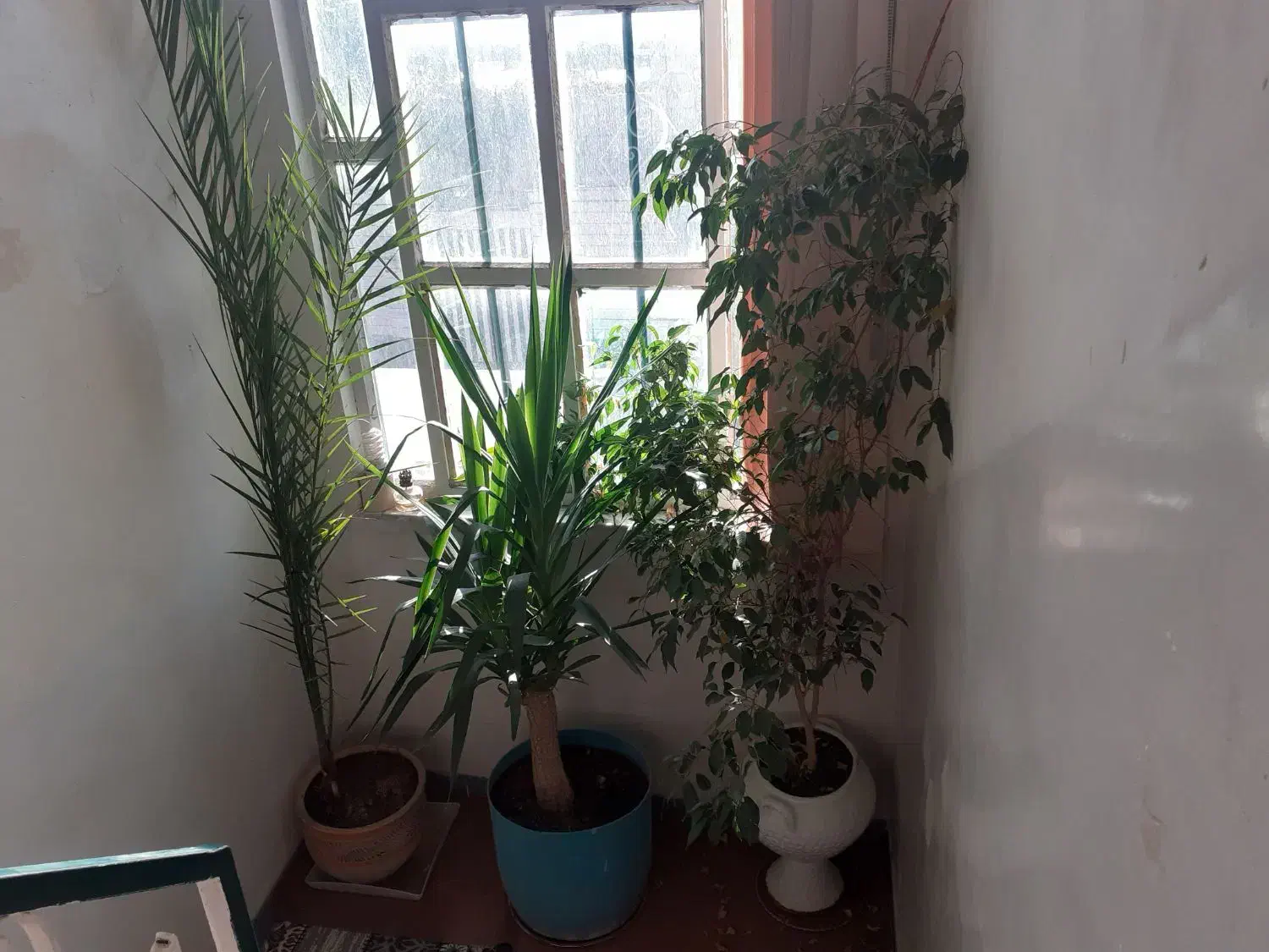 گل اپارتمانی|گل و گیاه طبیعی|بروجرد, |دیوار