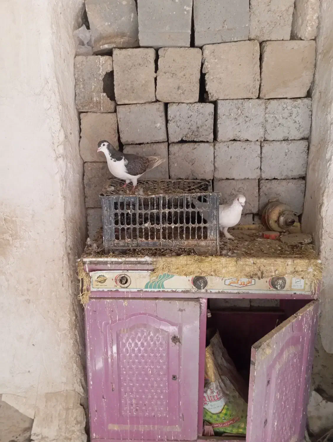 نرماده|پرنده|زهک, |دیوار