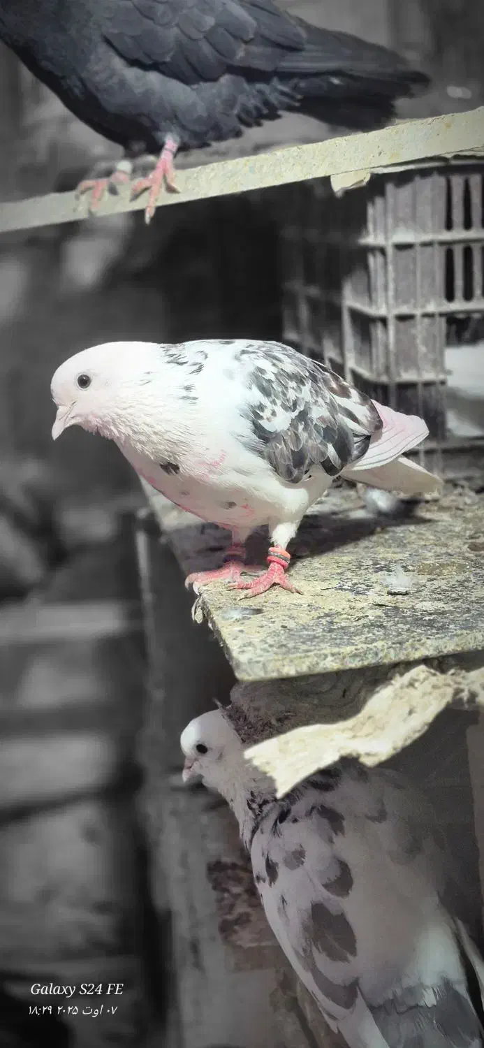 کبوتر گم شده|پرنده|رامیان, |دیوار