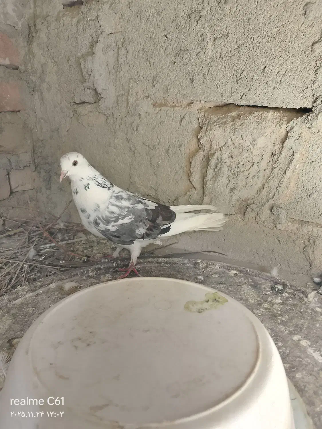 کبوتر تهرانی|پرنده|خاش, |دیوار