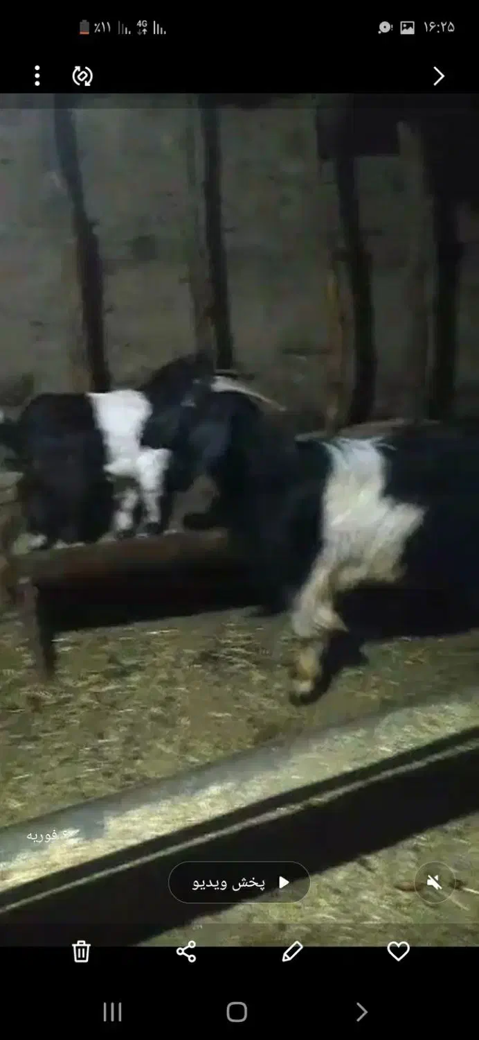 دو بز دو بزغاله|حیوانات مزرعه|مریوان, |دیوار