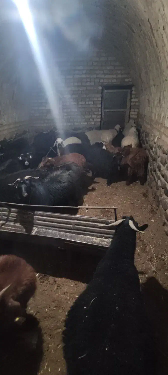 بزآبستن|حیوانات مزرعه|سربیشه, |دیوار