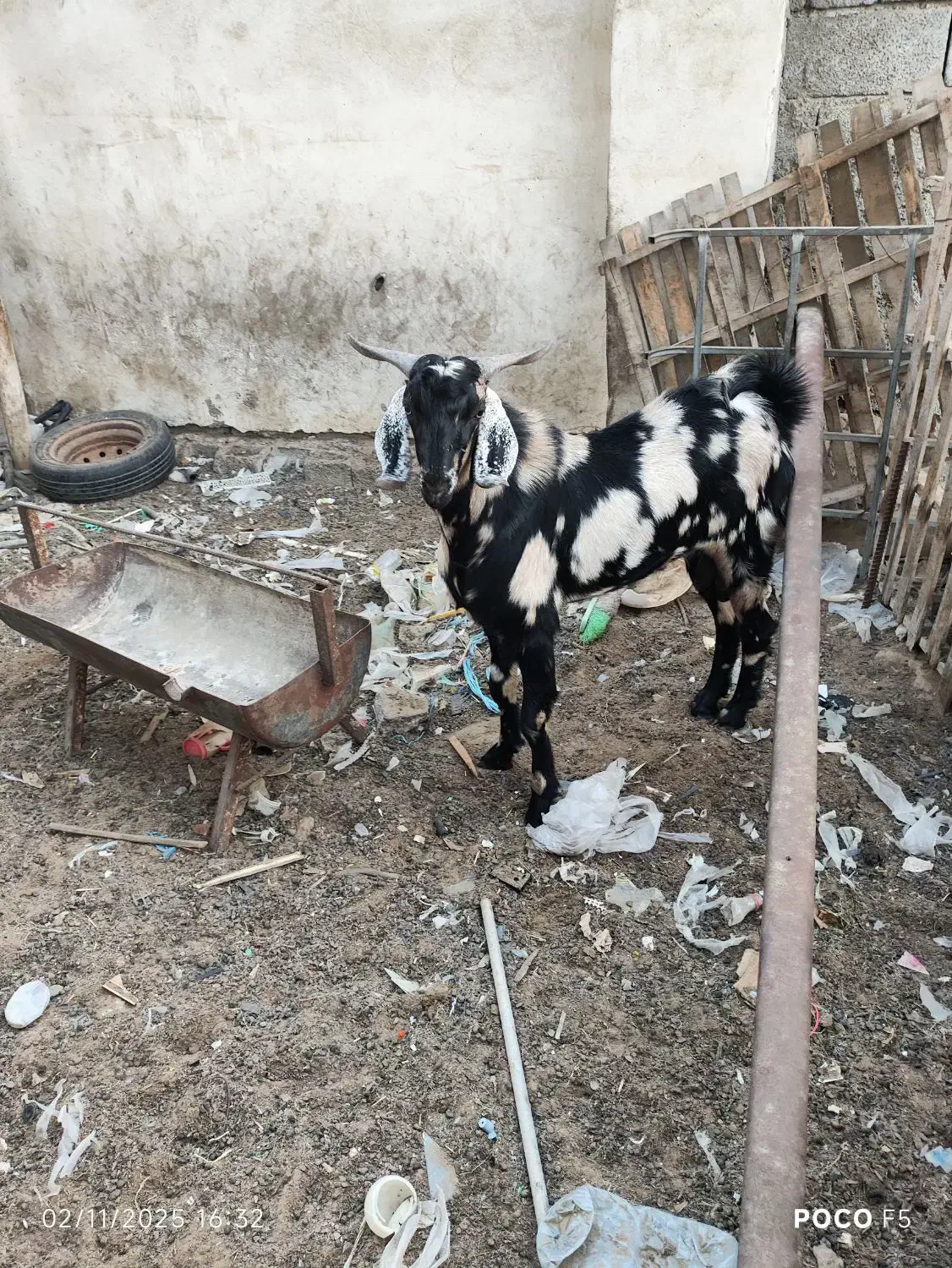 نر بز گوشتی|حیوانات مزرعه|چابهار, |دیوار