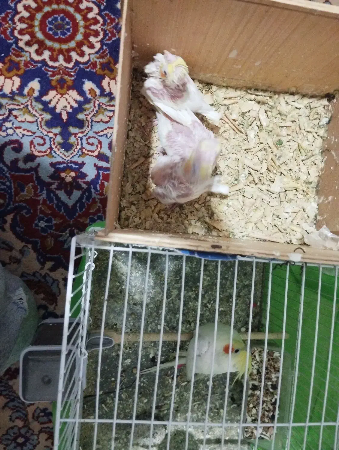 یک جفت عروس هلندی با جوجه لتینو|پرنده|مشهد, کوی المهدی|دیوار