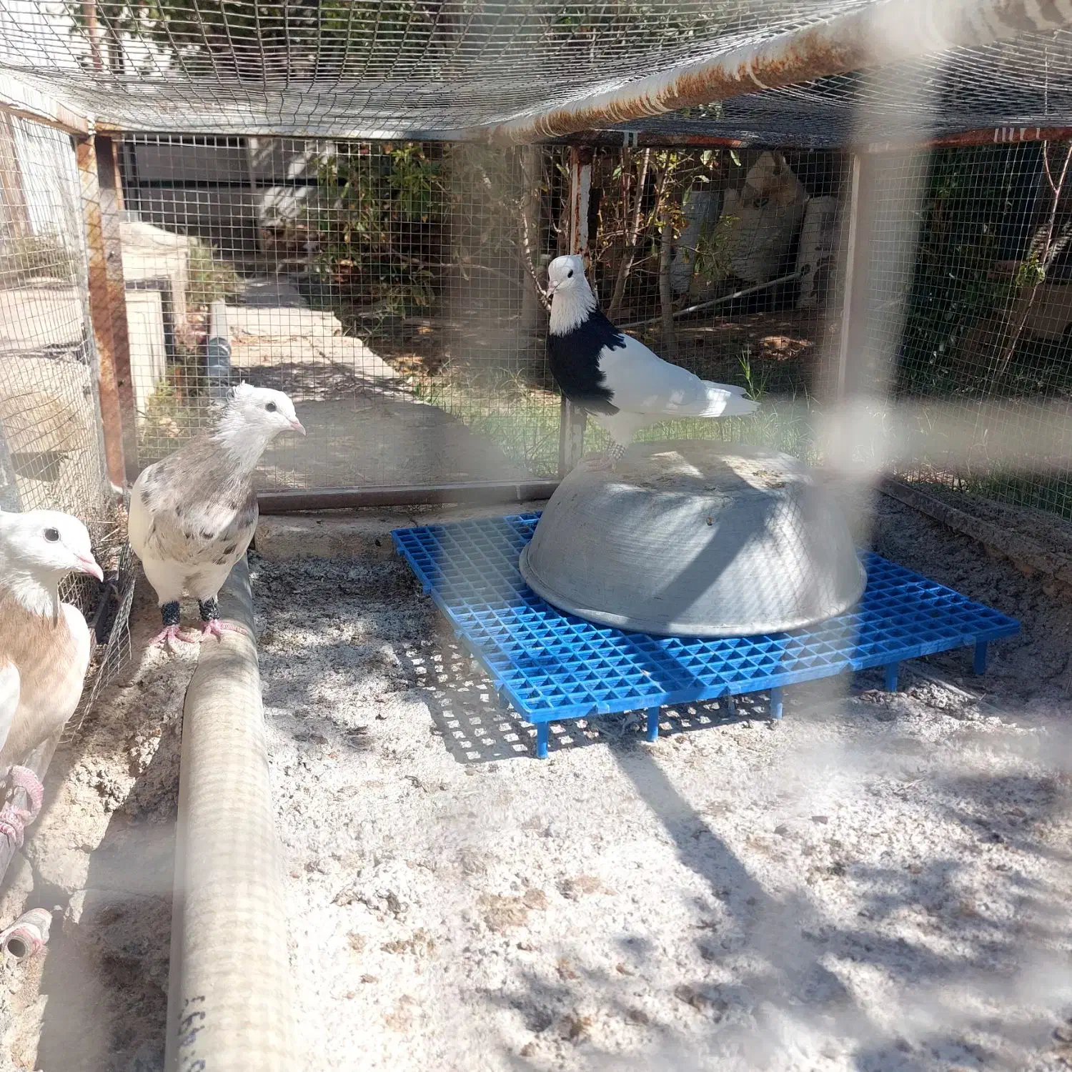 طوق سیاه زرین نر|پرنده|ابرکوه, |دیوار