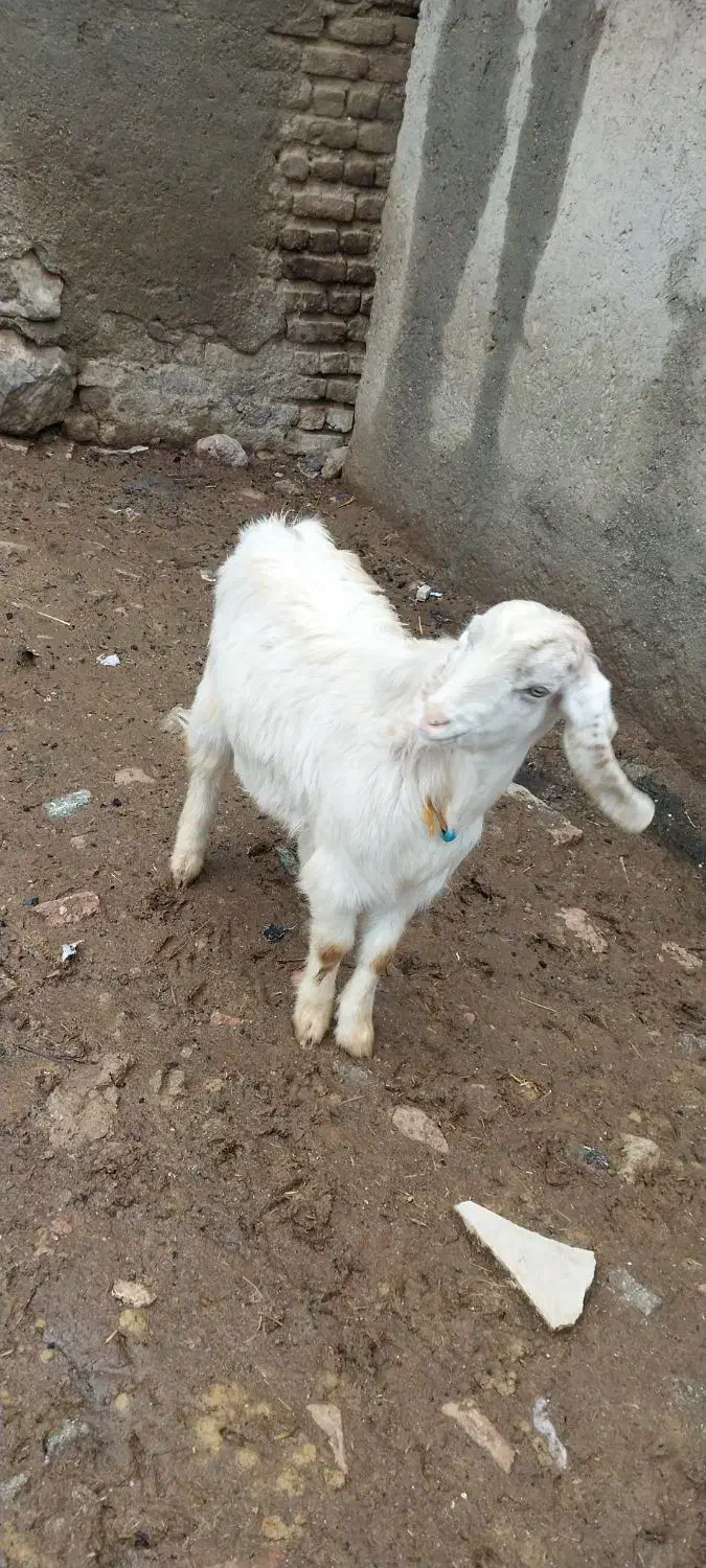 بزغاله نر|حیوانات مزرعه|شیروان (لرستان), |دیوار