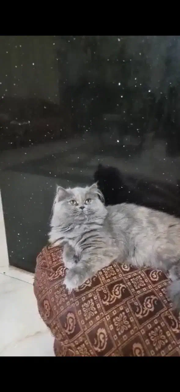 واگزاری گربه بریتیش بلو|گربه|بهبهان, |دیوار