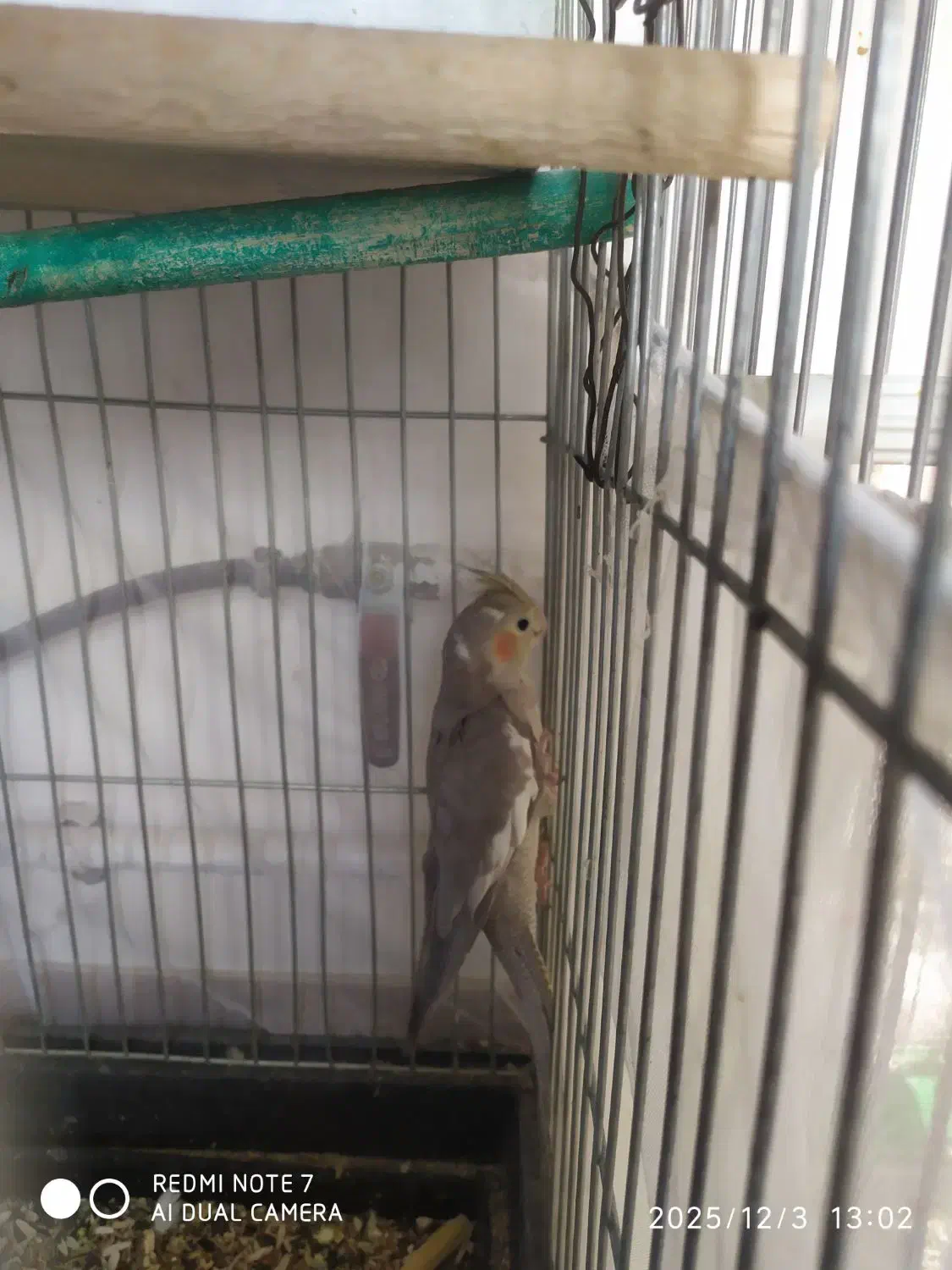 عروس هلند ماده|پرنده|بروجرد, |دیوار