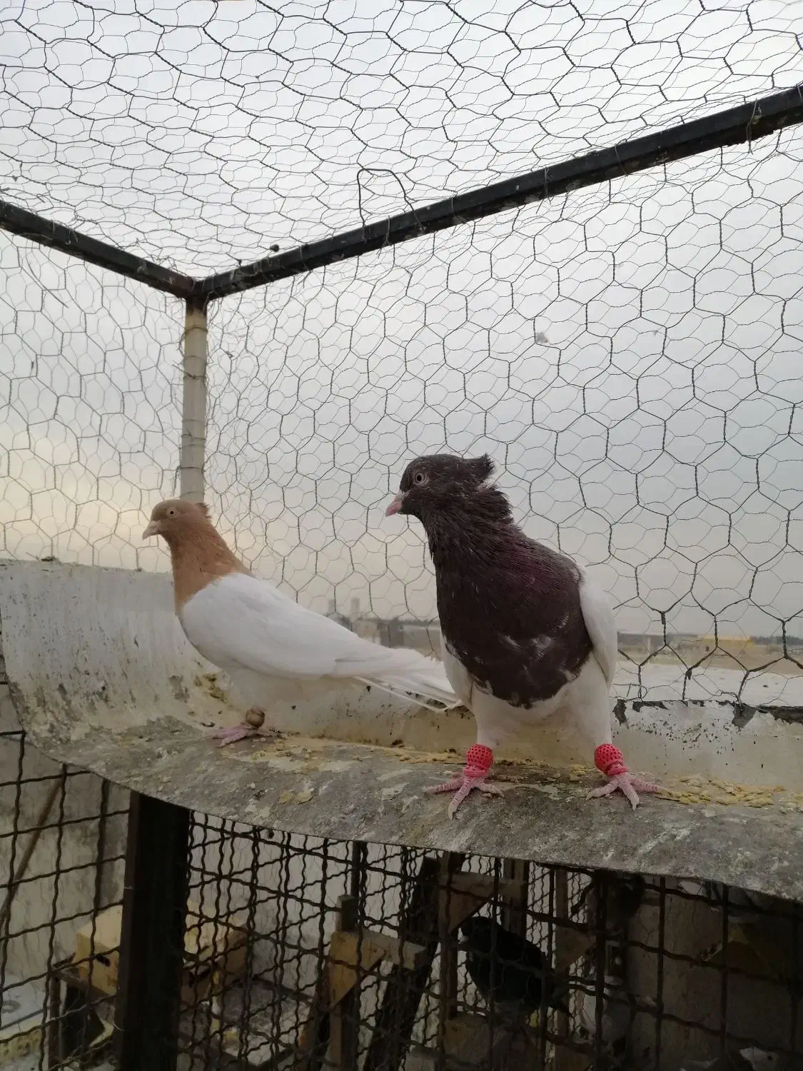 کبوتر|پرنده|شاهینشهر, پارک بانک استان|دیوار