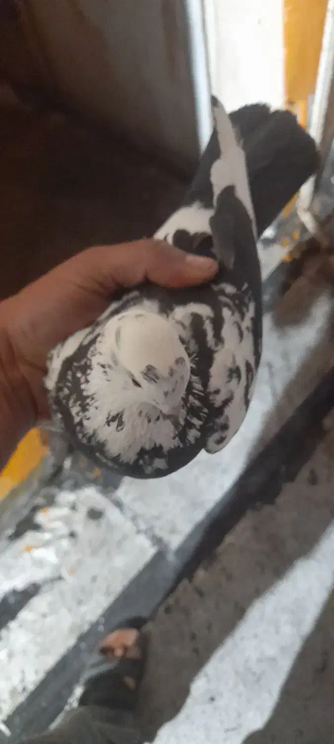 پرندگان|پرنده|اهواز, کوی باهنر|دیوار