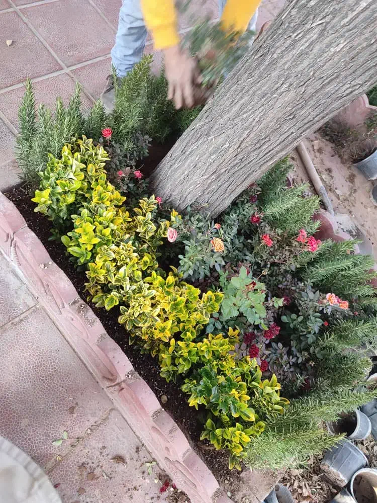 خدمات باغبانی باغچه کاری گلکاری تعویض خاک گلدون گل|خدمات باغبانی و درختکاری|تهران, صادقیه|دیوار