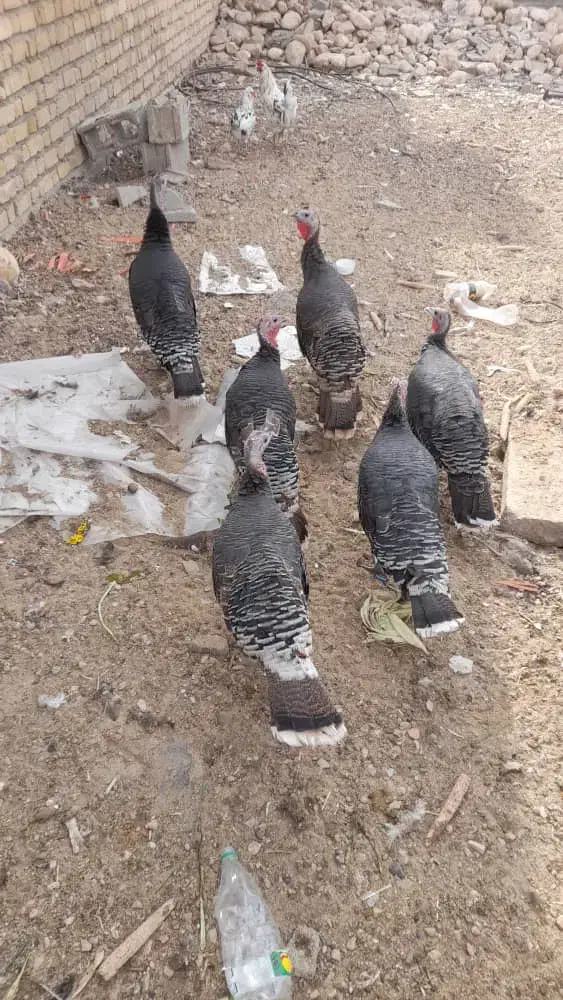 بوقلمون مرغ  جوجه|حیوانات مزرعه|صدرا-فارس, فاز ۲|دیوار