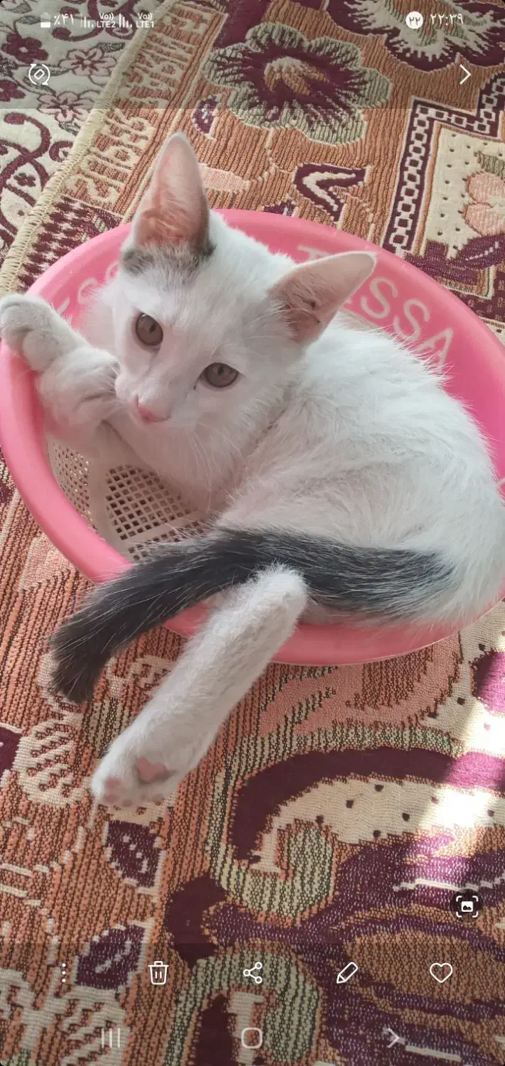 گربه سفید گمشده|حیوانات|ارومیه, |دیوار