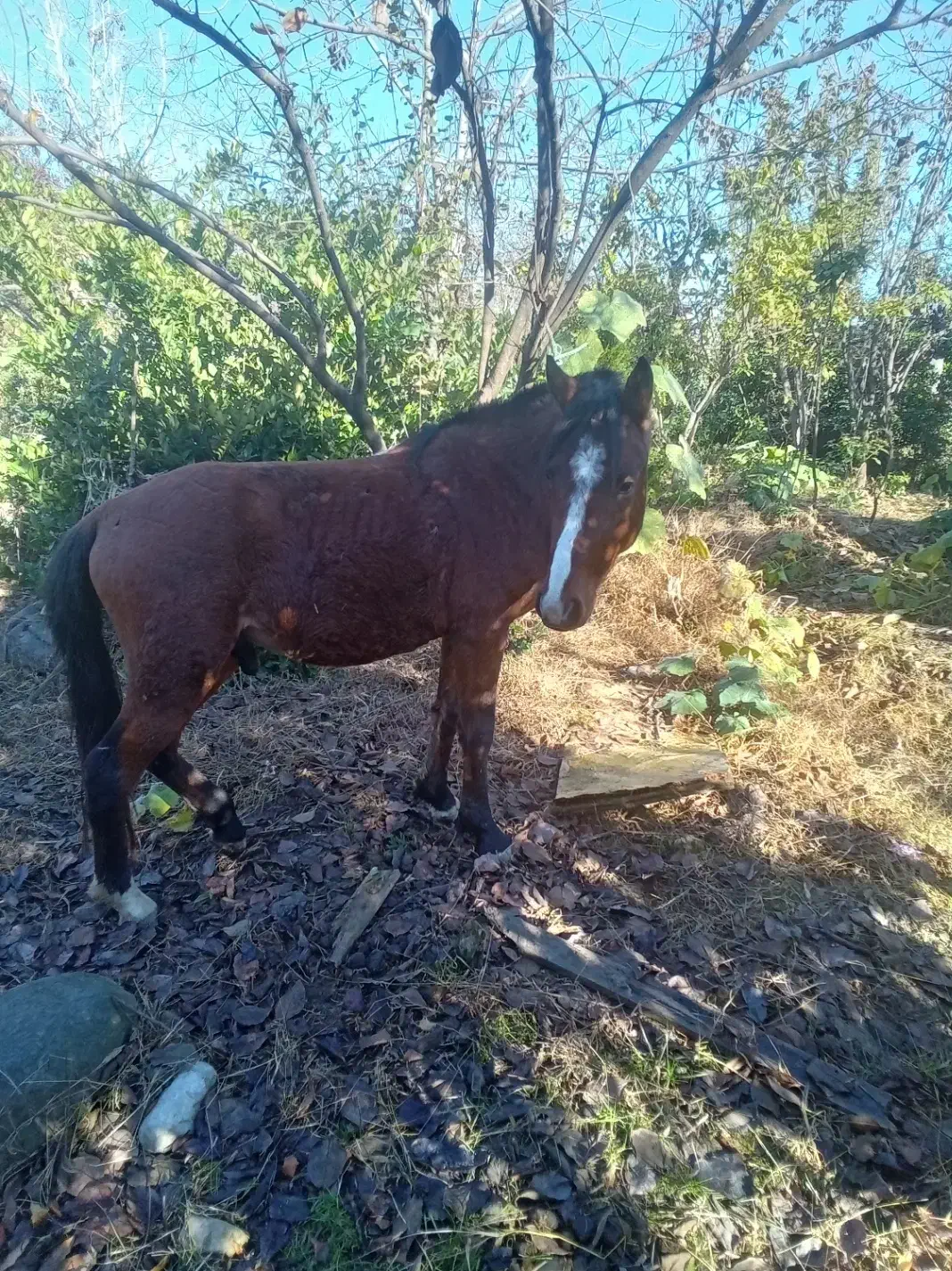 اسب نر جوان|اسب و تجهیزات اسب‌سواری|نشتارود, |دیوار