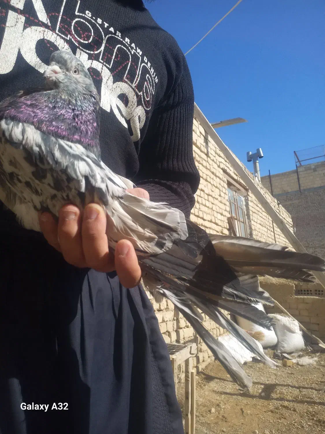 سرور|پرنده|کبودرآهنگ, |دیوار