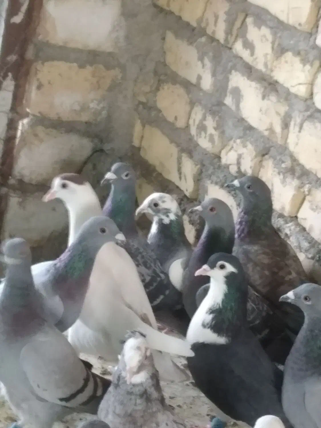 28ماده12حیوان نر نرماده سینه چپ خال پشت کویتی ماده|پرنده|فرح دشت, |دیوار