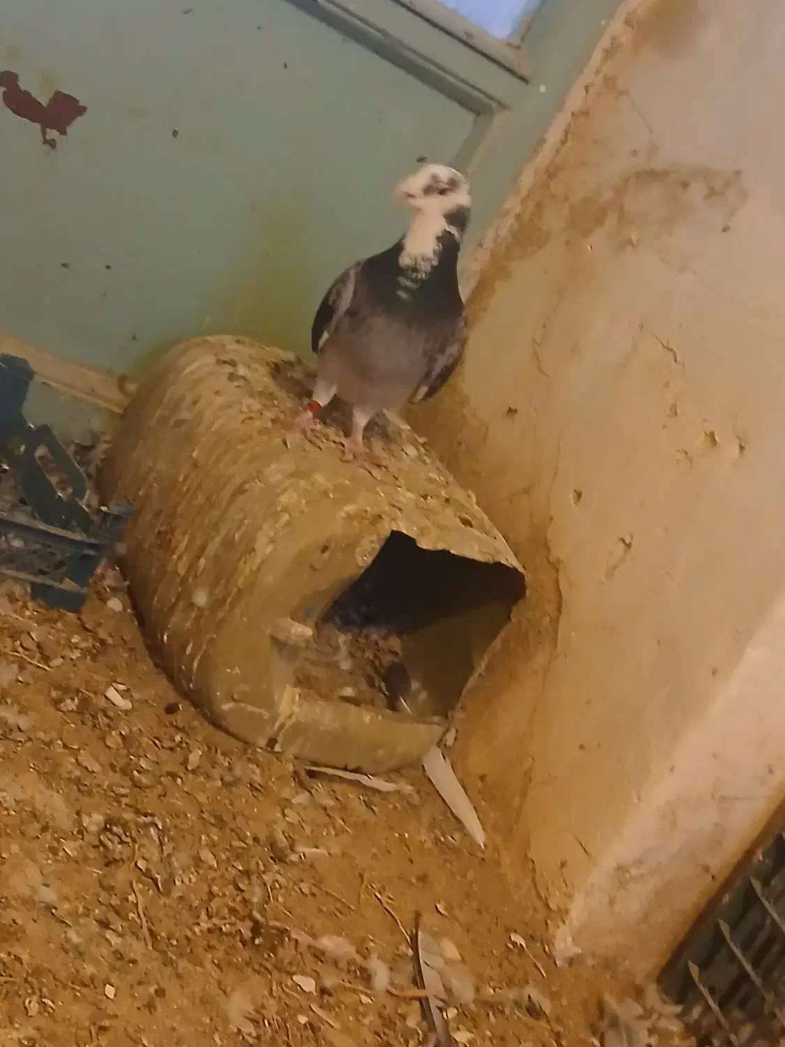 کبوتر سالم بدون مریضی نر هس عالی|پرنده|جغتای, |دیوار