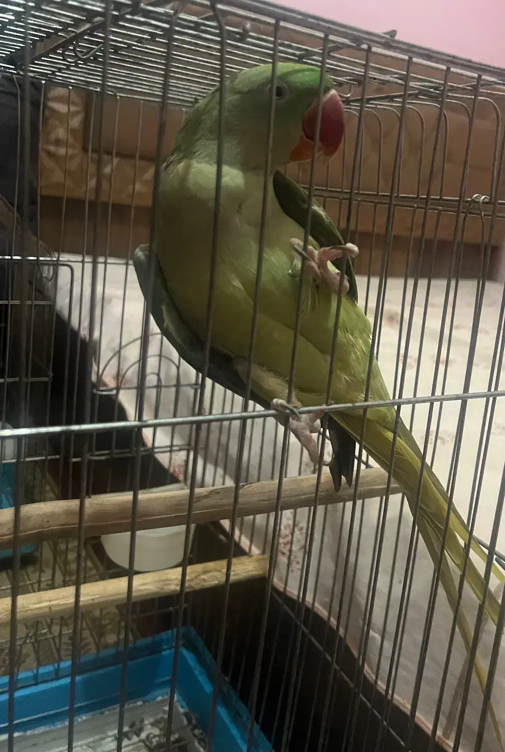 شاه طوطی|پرنده|اردبیل, |دیوار