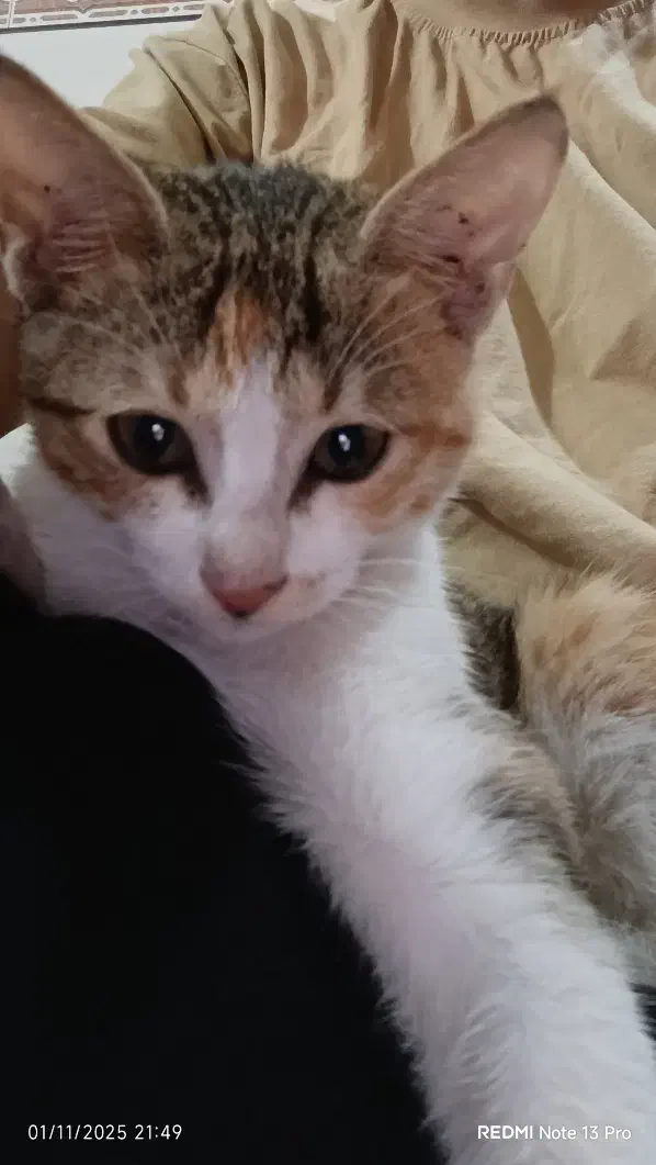 واگذاری بچه گربه|گربه|اهواز, کوی آزادی|دیوار