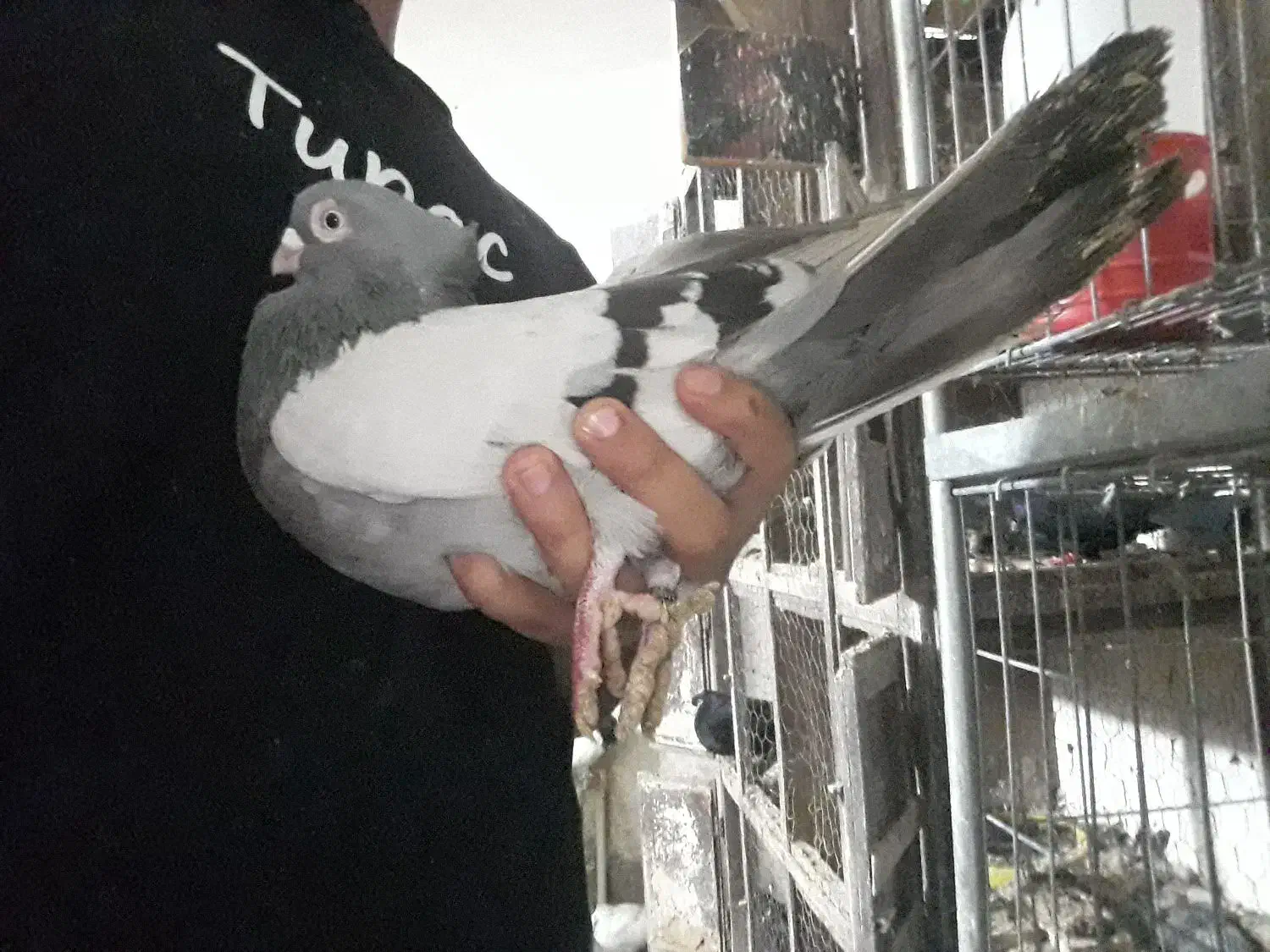 صرب کاغذی|پرنده|مسجد سلیمان, |دیوار