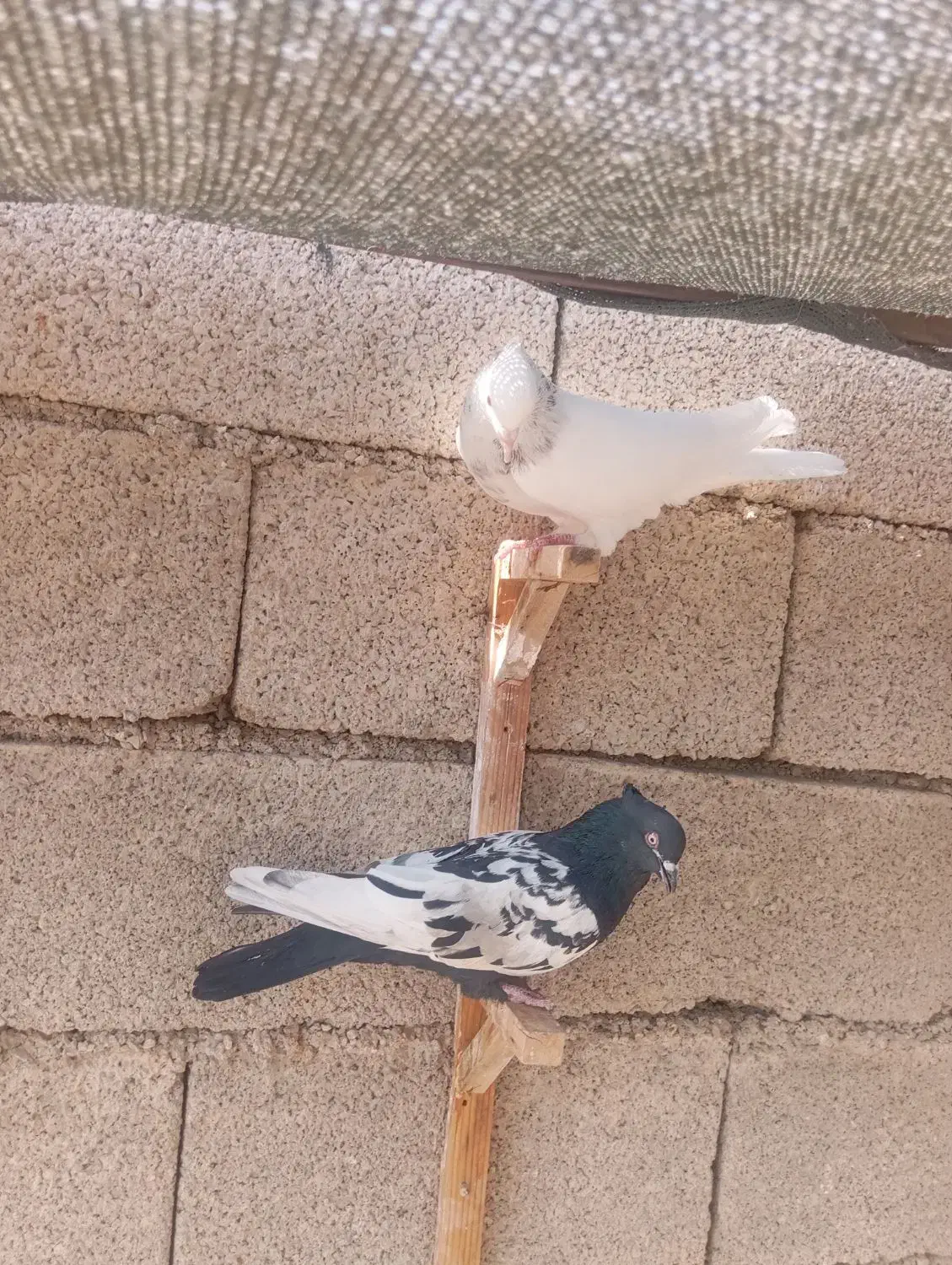 فروش کبوتر|پرنده|برازجان, |دیوار