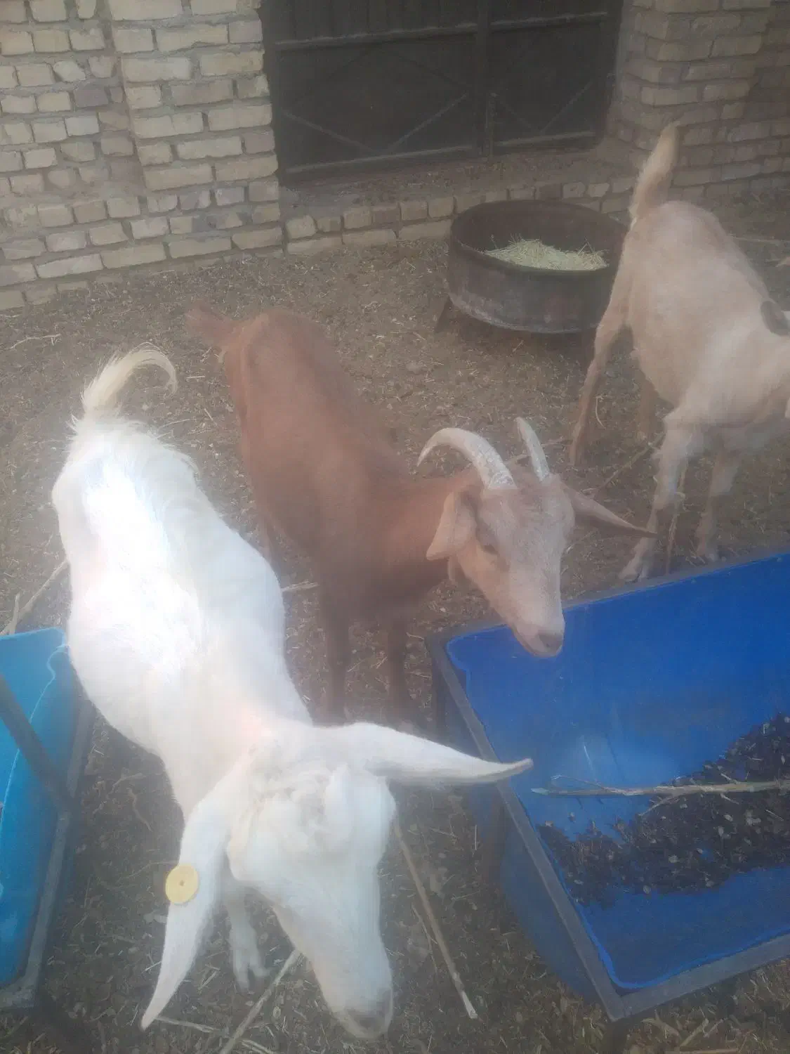 بز غاله،|حیوانات مزرعه|اردکان, |دیوار