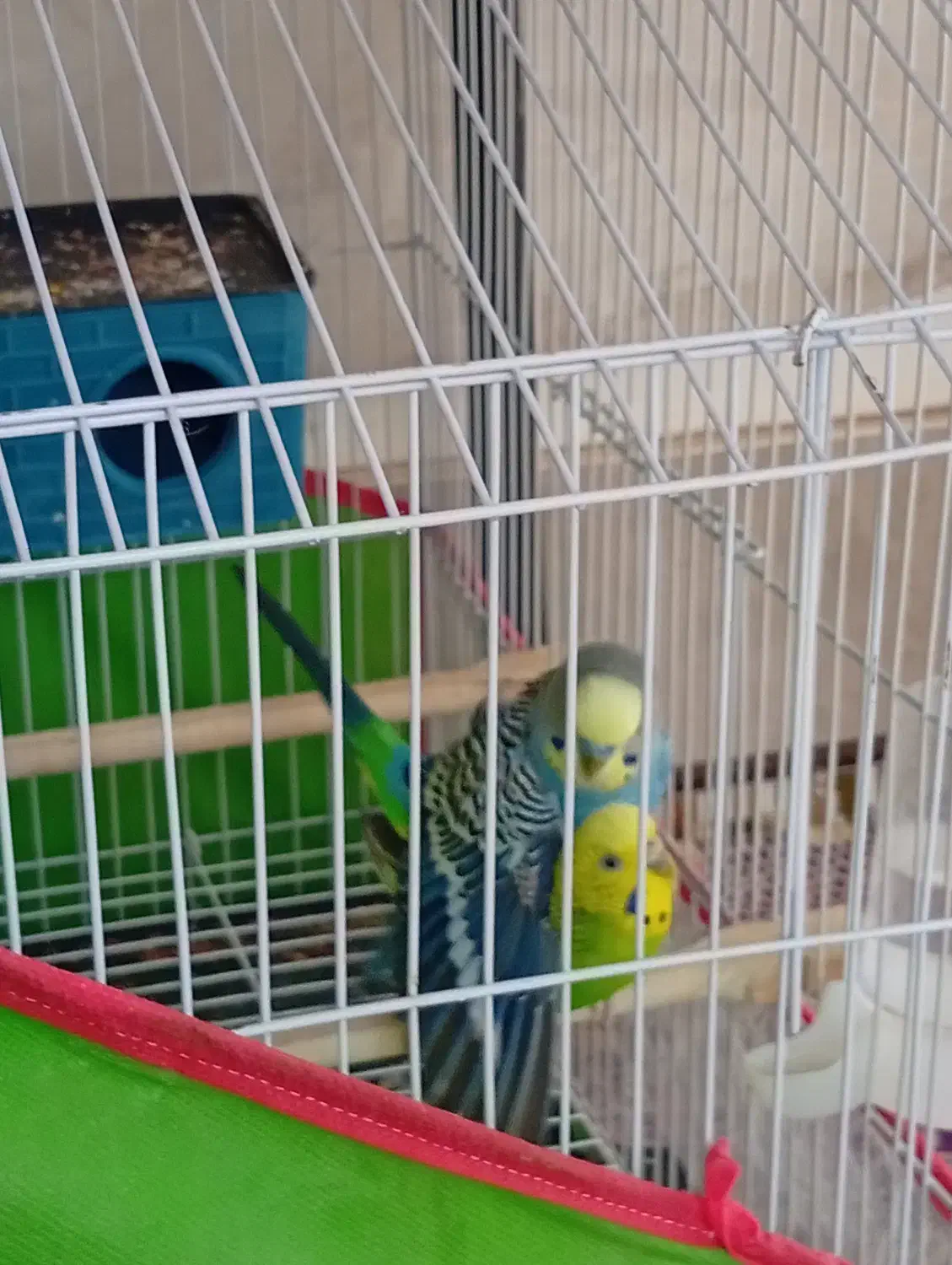 یک جفت مرغ عشق مولد تخم گزارش سالم|پرنده|اسفراین, |دیوار