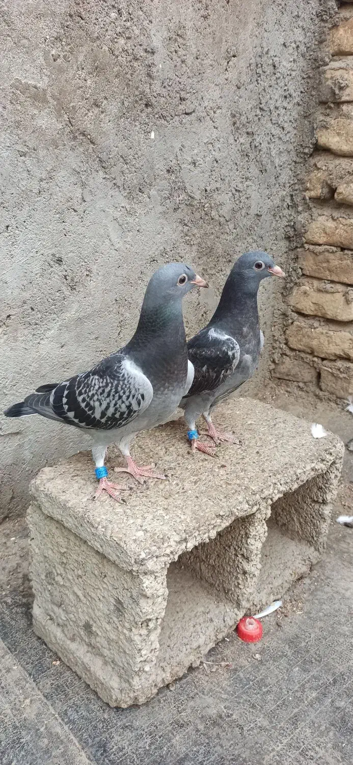 جوجه اردن|پرنده|دزفول, |دیوار